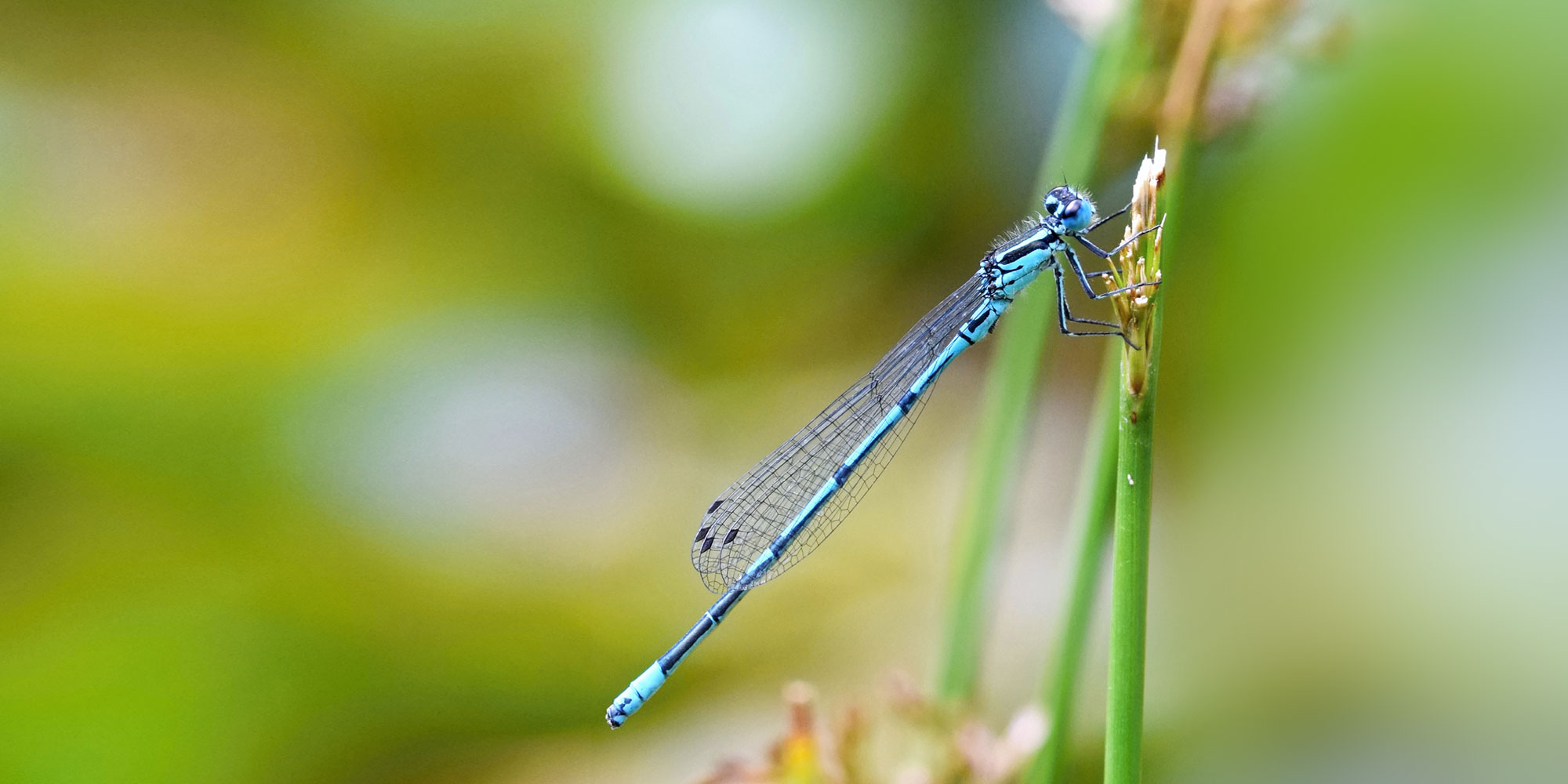 dragonfly on a twig