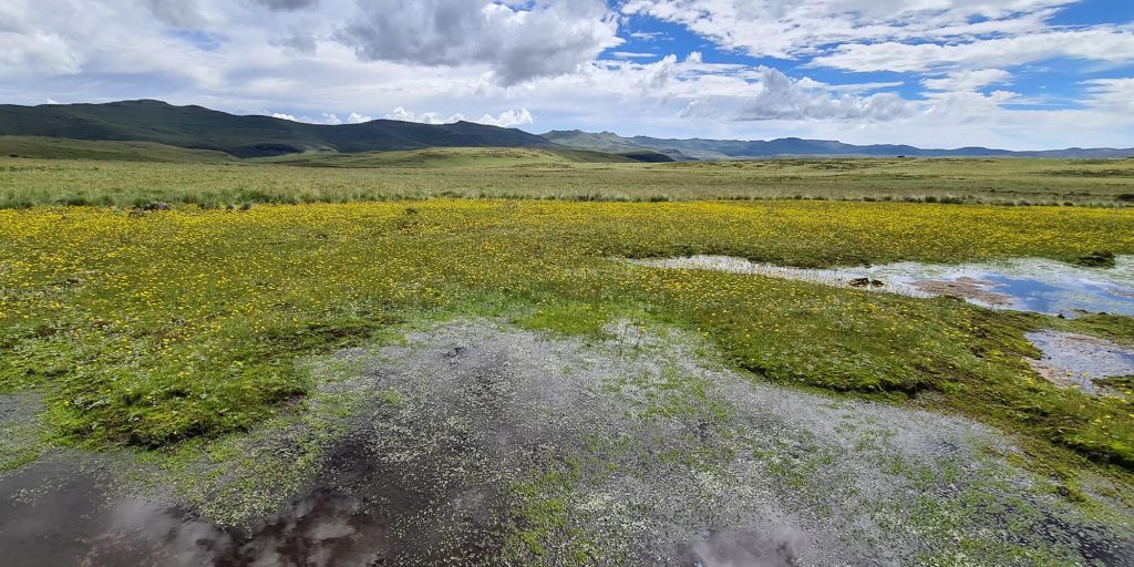 Wetland bursting with flowers in the Eastern Cape homelands