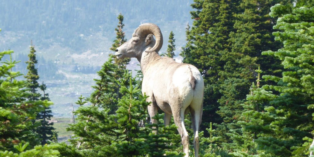 bighorn sheep by Brian Slowik