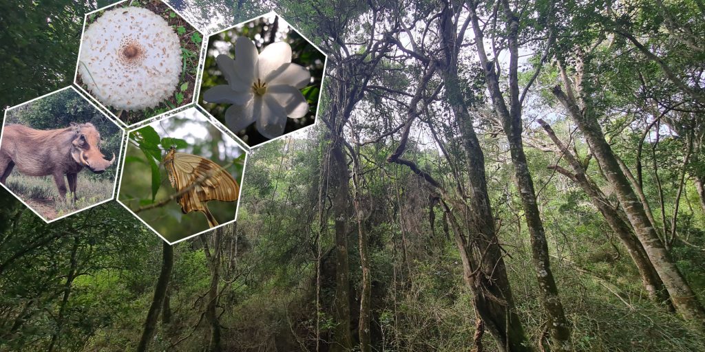 Celebrating biodiversity