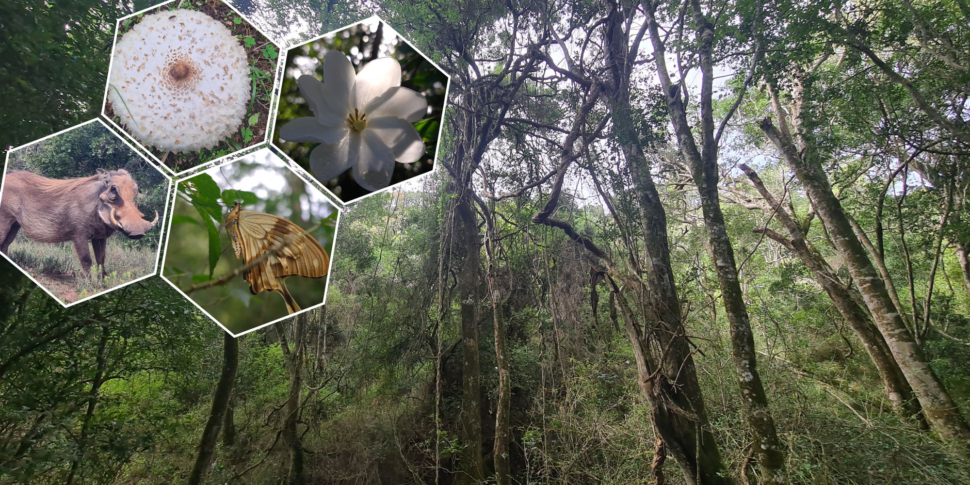 Celebrating biodiversity