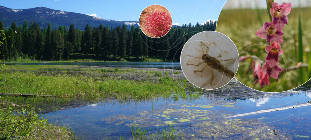 Biodiversity & land management